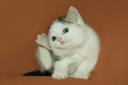 kitten - white, art photo, little, cute, kitten, sitting