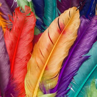 colorful feather