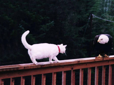 Brave Cat - eagle, domestic, fence, cat, animals