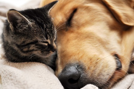 Buddies - animals, napping, cute, cat, dog