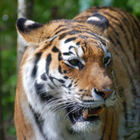 Majestic Tiger