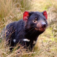 Tasmanian Devil