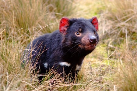 Tasmanian Devil - marsupials, voracious, animals, beautiful, ferocious