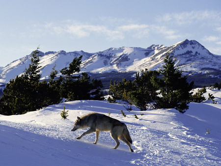 Alone wolf - winter, wolf, snow, mountains, animals