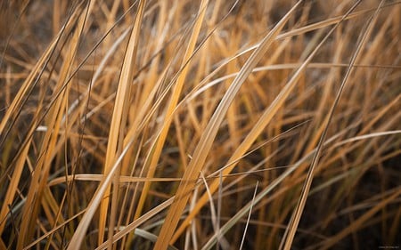 autumn breathe - autumn, solitude, cold, grass