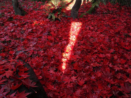 Ray of Sunlight - autumn, sunshine, forest, red, sun, leaves, ground, earth