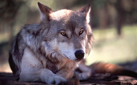 Wolf resting - yellow eyes, animal, nature, resting, worlf