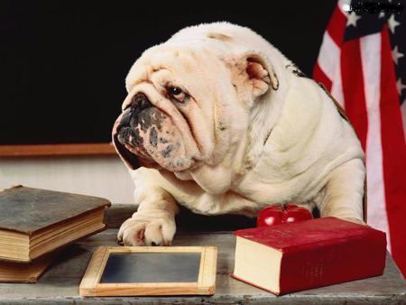 Teachers-Pet - desk, class, teachers, book, flag, bulldog