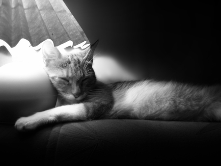 Sweet Dreams - black, white, sleepy, cute, cat