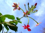 Flowers and sky