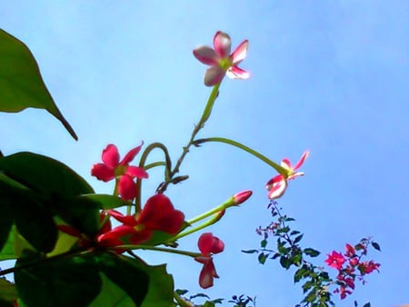 Flowers and sky - nature, flowers, and sky