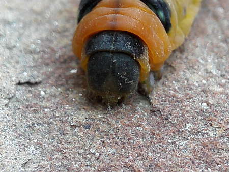 caterpillar - insects, caterpillar, animal, butterfly