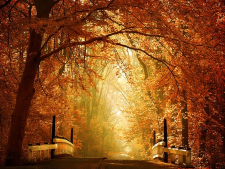 Autumn Trees - picture, autumn, trees, beautiful