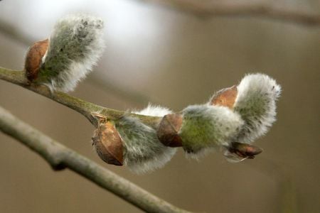 catkins - catkins, fluffy, branches, beige