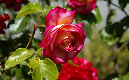 Roses - roses, rose bush, pretty, pink, red, beautiful, leaves, green, flowers