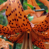 Tiger Lilly