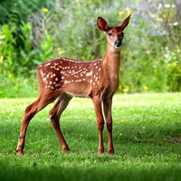 Wild Deer