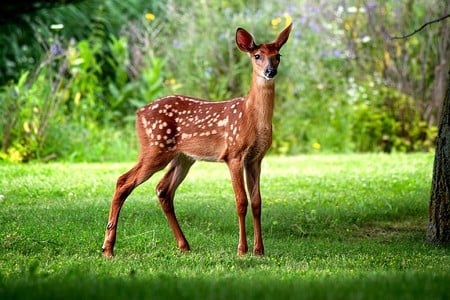 Wild Deer - picture, deer, beautiful, wild