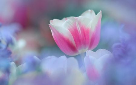 Perfect Garden - pretty, soothing, elegant, romantic, perfect, spring, flower, pink, tulip, misty, colours, white, lavenders, soft