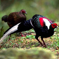 Beautiful Birds Pair