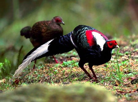 Beautiful Birds Pair - pair, cool, picture, beautiful, birds