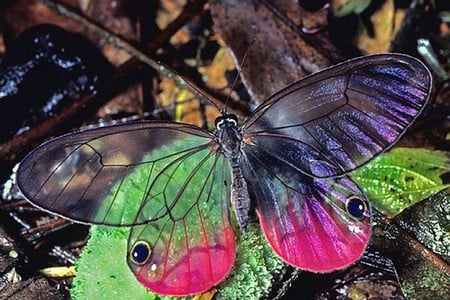 Transparent Butterfly