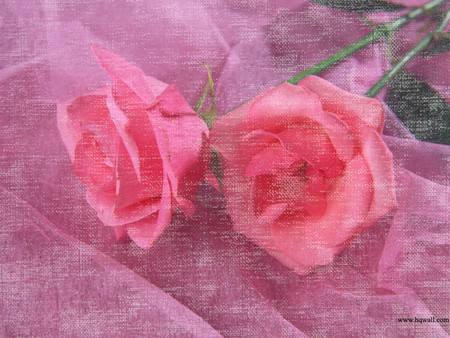 Rose Scent - ladies, dainty, sheer, stems, roses, soft, elegant, floral, pretty, lavenders, leaves, sweet, scent, pinks, flowers