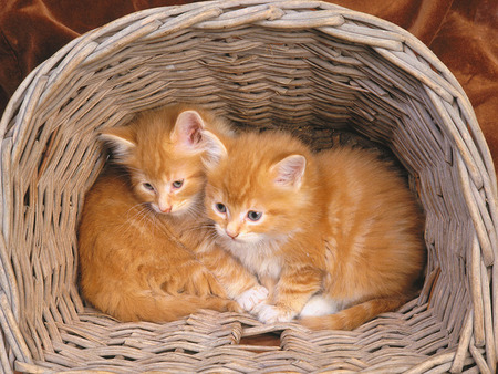 curious kittens - kittens, sweet, basket, cute, little, curious