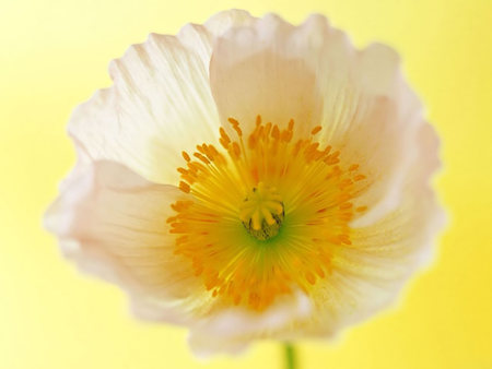 Cream Of The Crop - dainty, sunny, yellow, spring, lovely, flower, sweet, happy, buttercup, white, green, bright, background, floral, butter