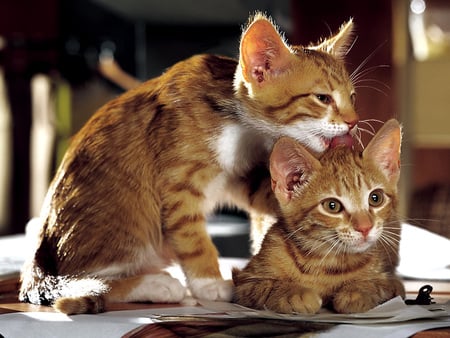 grooming - cute, animals, cats, grooming