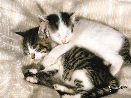 kittens for Jasnas - kittens, nature, cute, sleeping, sweet, animals