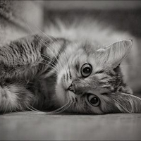 pretty kitty