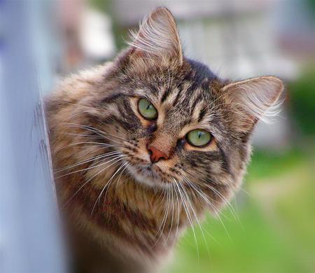 Beautiful Greeneyes for Cinzia - greeneyes, closeup, beautiful art photo, cat