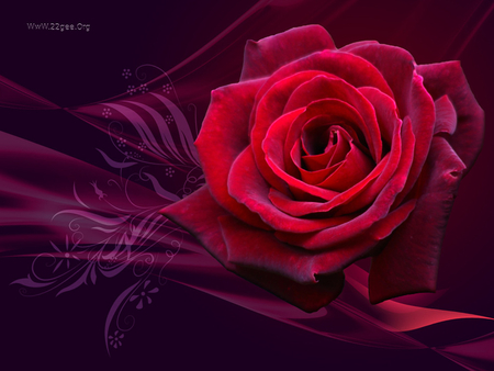 Special rose - red, flower, purple, rose, nature