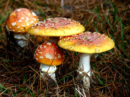 Toadstools - mushrooms, fungi, ground, toadstools