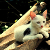 cat sit