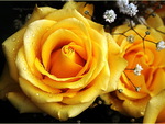 Yellow yellow rose