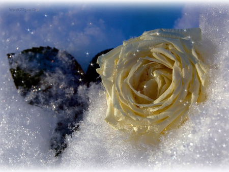 Golden rose - flower, nature, rose, golden