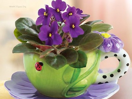 For my friends in Desktop Nexus - ladybug, purple, violet, flower