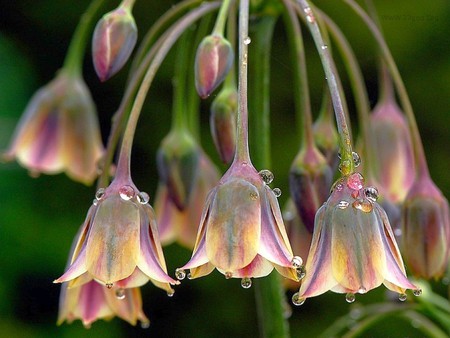 Amazing flowers - deops, beauty, water, dew, nature, petal, purple, yellow, drop, flowers, flower