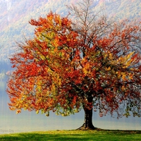 Autumn tree