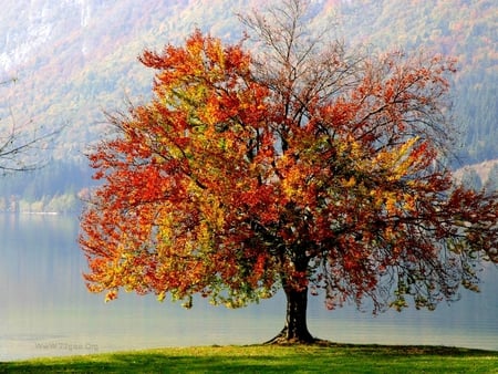 Autumn tree - tree, season, autumn, grass