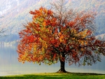 Autumn tree