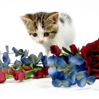 Kitty and flowers