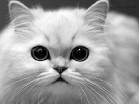 Sweet big eye cat - animal, pet, cat, kitten