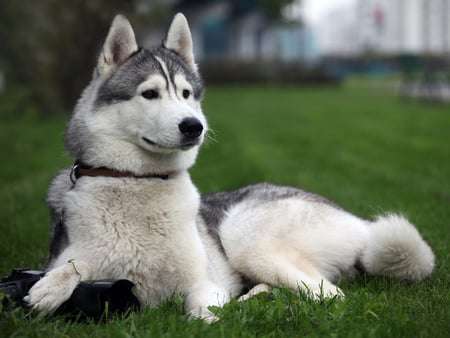 Husky - fun, animals, bubbles, face, dog face, laying, pretty, dog, husky, dogs, green, grass, cute, handsome, puppy, wallpaper, lovely, on, nature, ears, playful, the, beautiful, playful dog, up, sweet, canine, alert, puppies