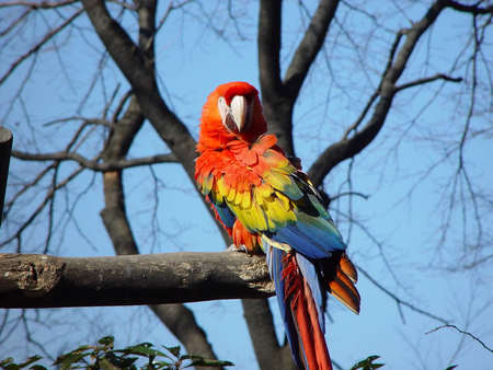 A parrot - sky, abstract, photography, parrot, animals, colors