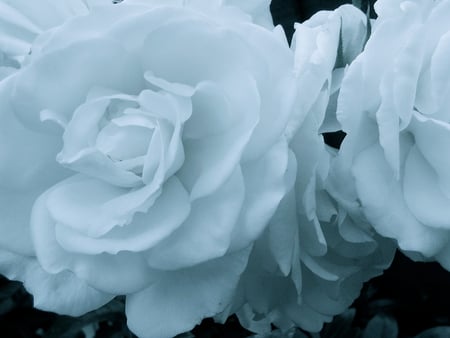 White Iceberg Roses - white, floribunda, iceberg, rose