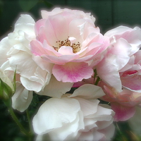 Pale Pink & White Rose