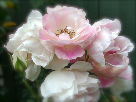 Pale Pink & White Rose